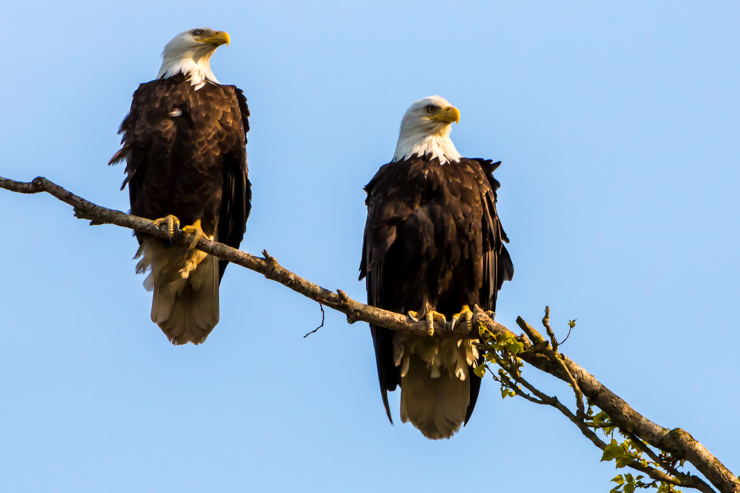 Bald Eagles