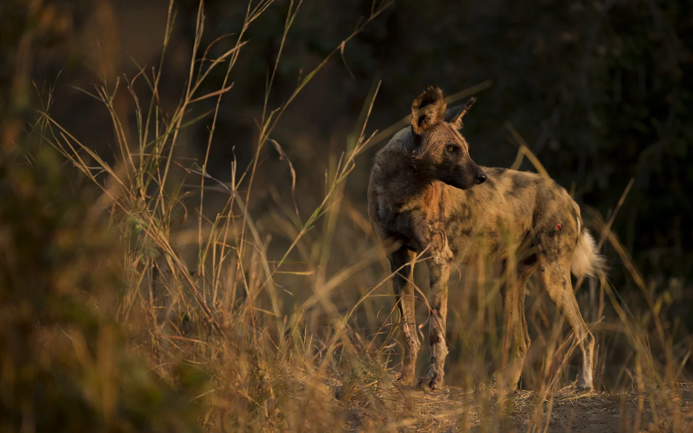 African Wild Dog