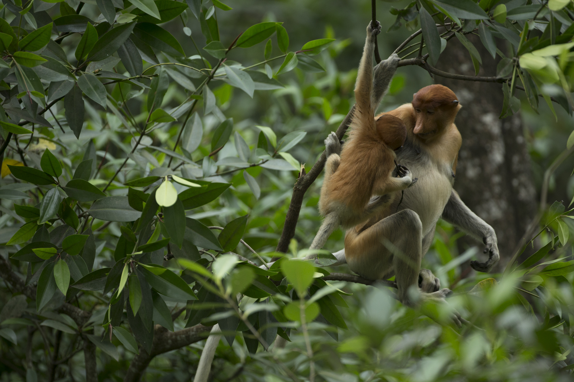  A young proboscis monkey moves to nurse from its mother.&nbsp; 