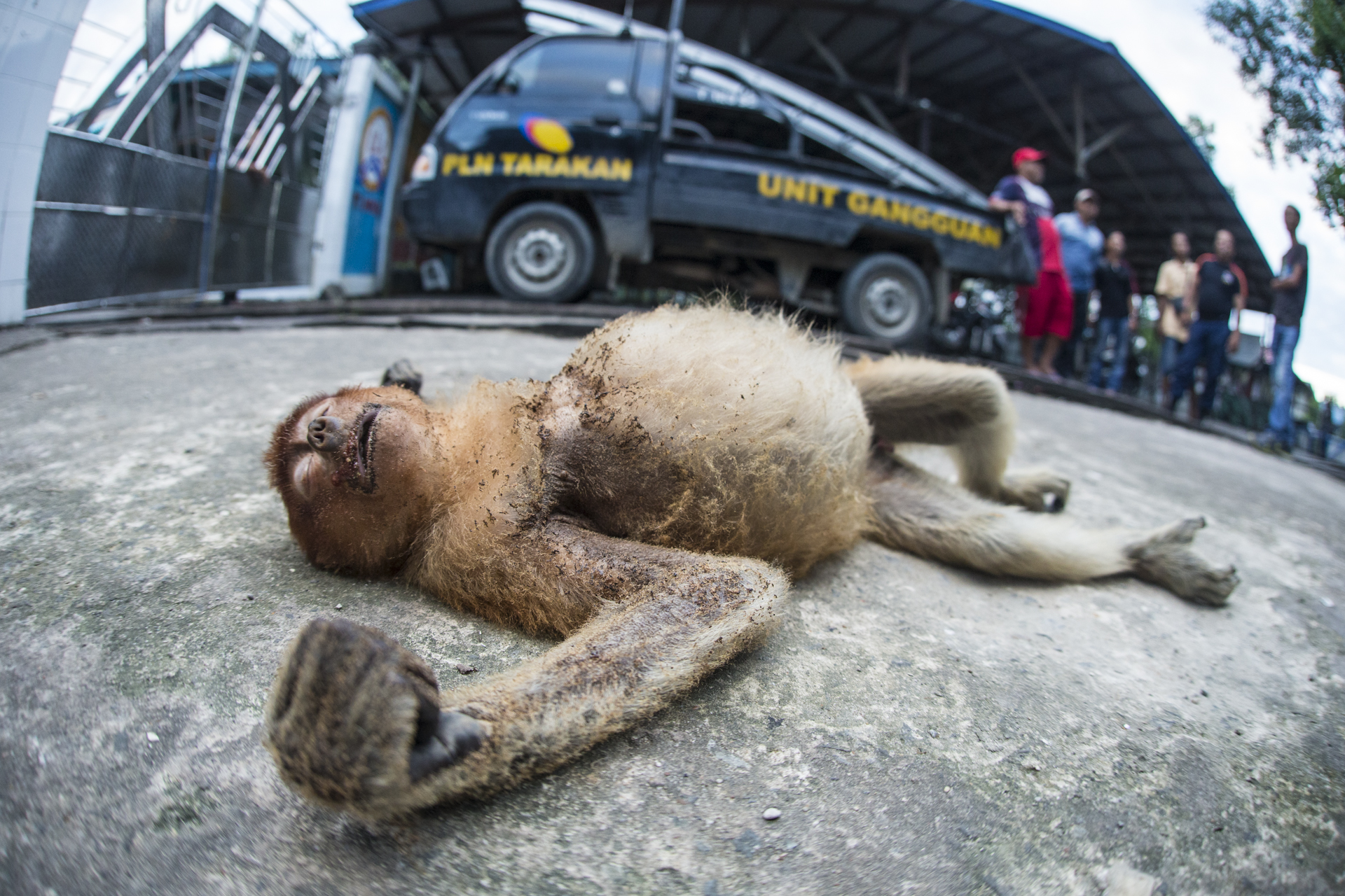  Monkeys are forced to venture into urban areas, this young monkey collided with an overhead power line at a shrimp hatchery.&nbsp; 