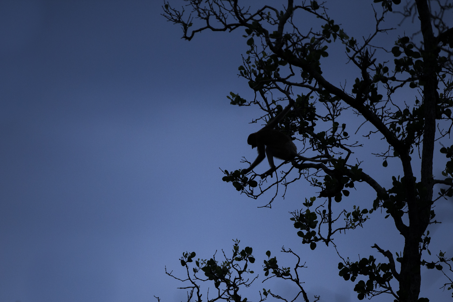  Proboscis monkeys roost high in the mangroves, safe from predators such as clouded leopards.&nbsp; 