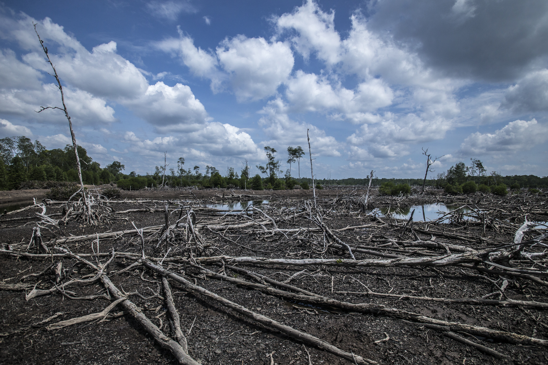  Proboscis monkeys are at threat as their habitat dwindles, shrimp farming removes huge swathes of mangroves. 