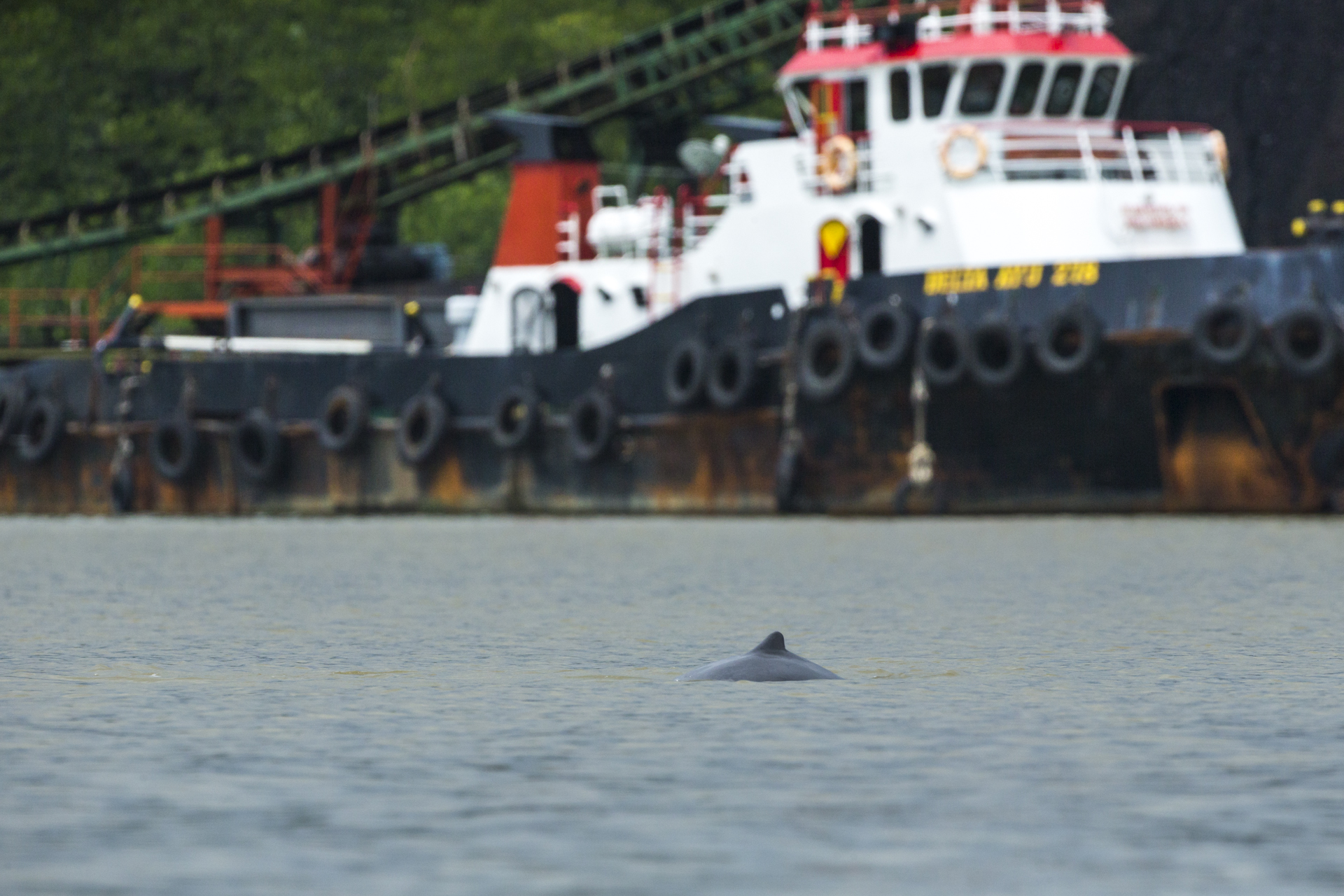  Coal mining pollutes the water ways and increased boat traffic increases the risk of collision with at risk species such as the Irrawaddy dolphin.&nbsp; 