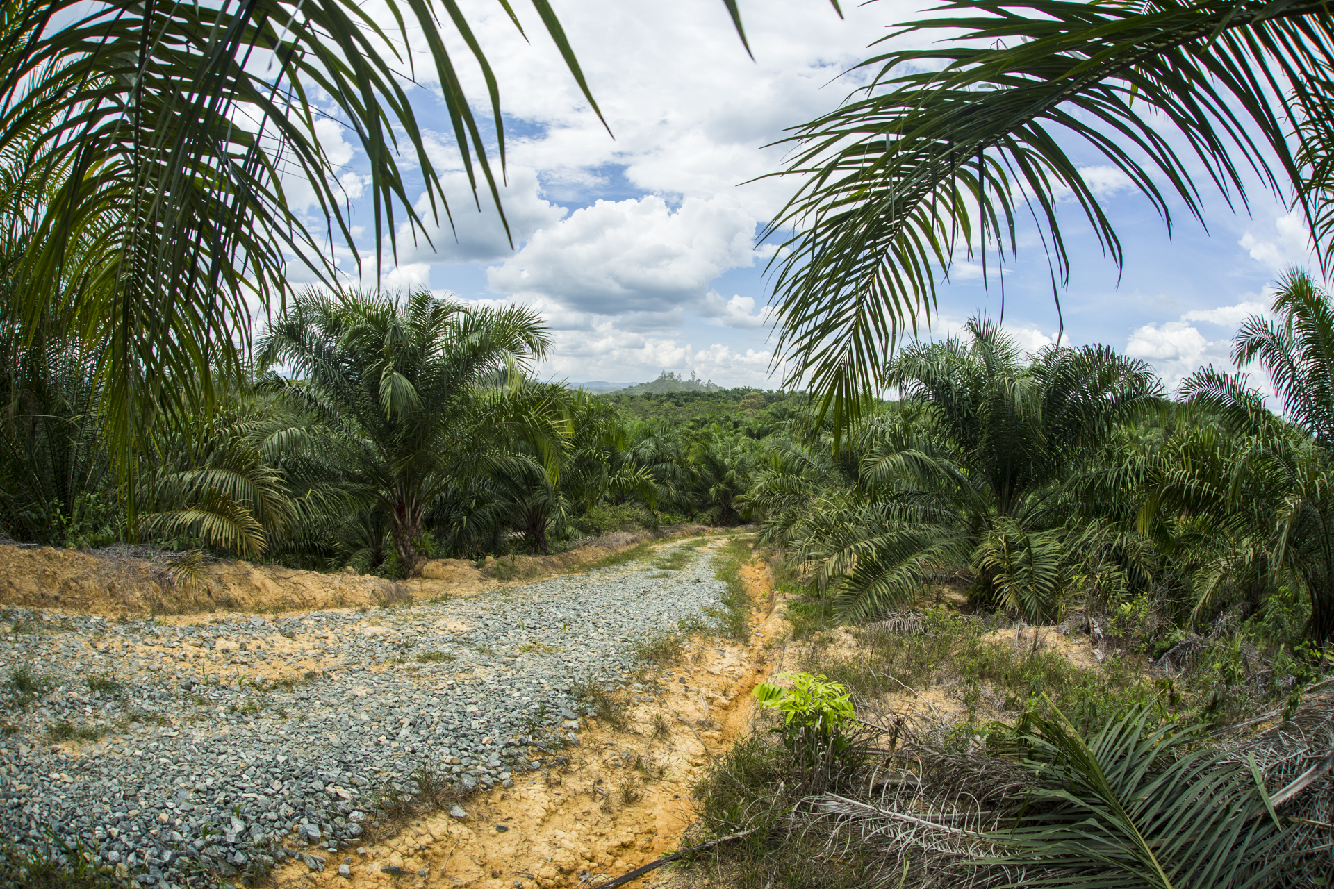  Palm oil increases as the Indonesian government invests further in the production of it. Ecosystems are destroyed by the monoculture. 