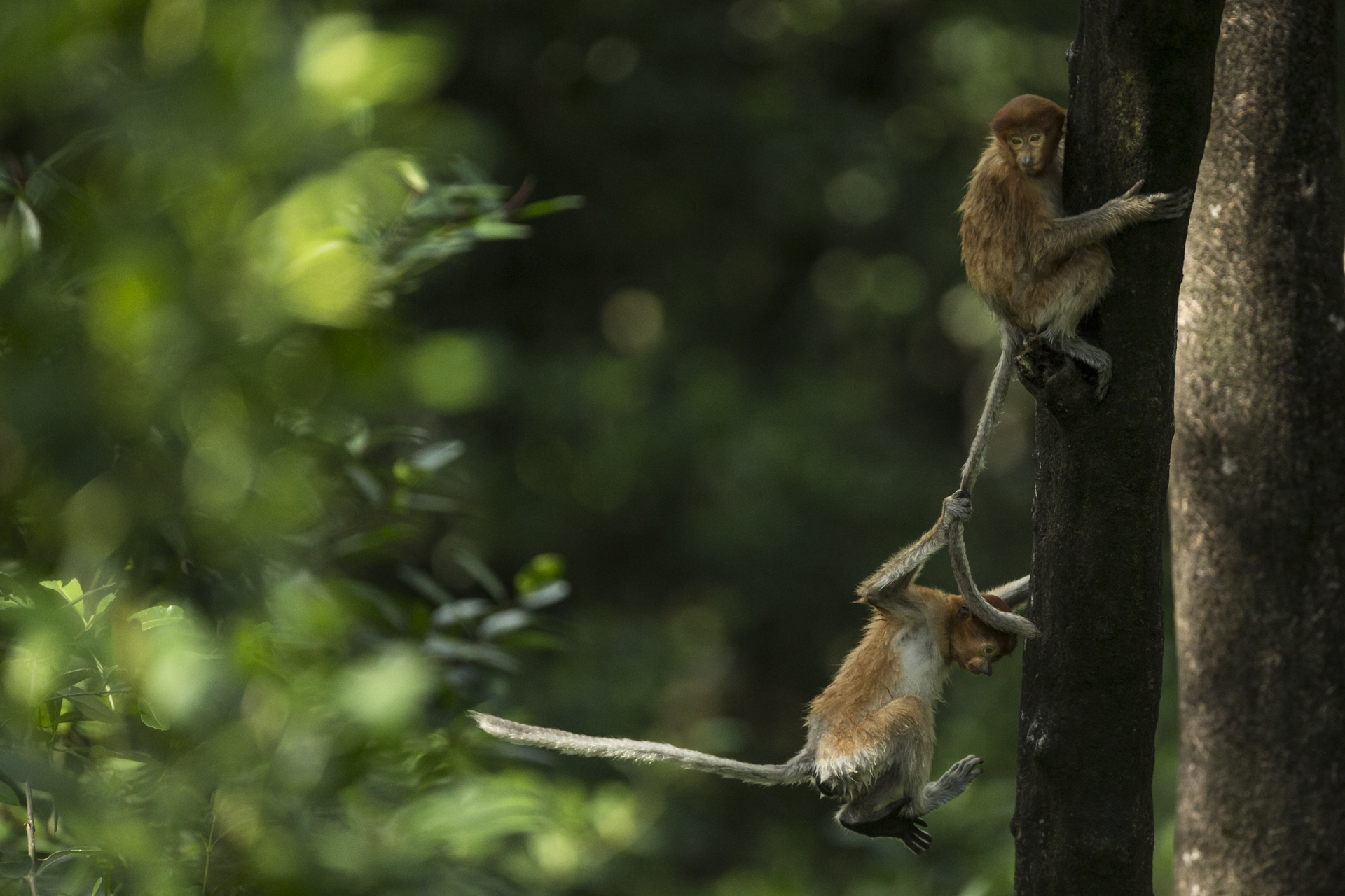  A pair of young Proboscis monkeys play. 