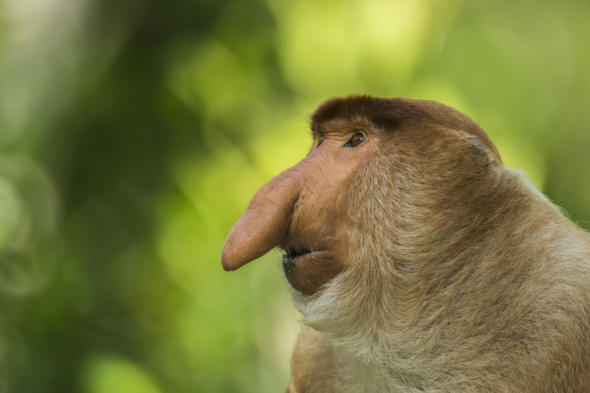  A male Proboscis monkey with the famous elongated nose. The bigger the nose, the higher the standing of the male.&nbsp; 