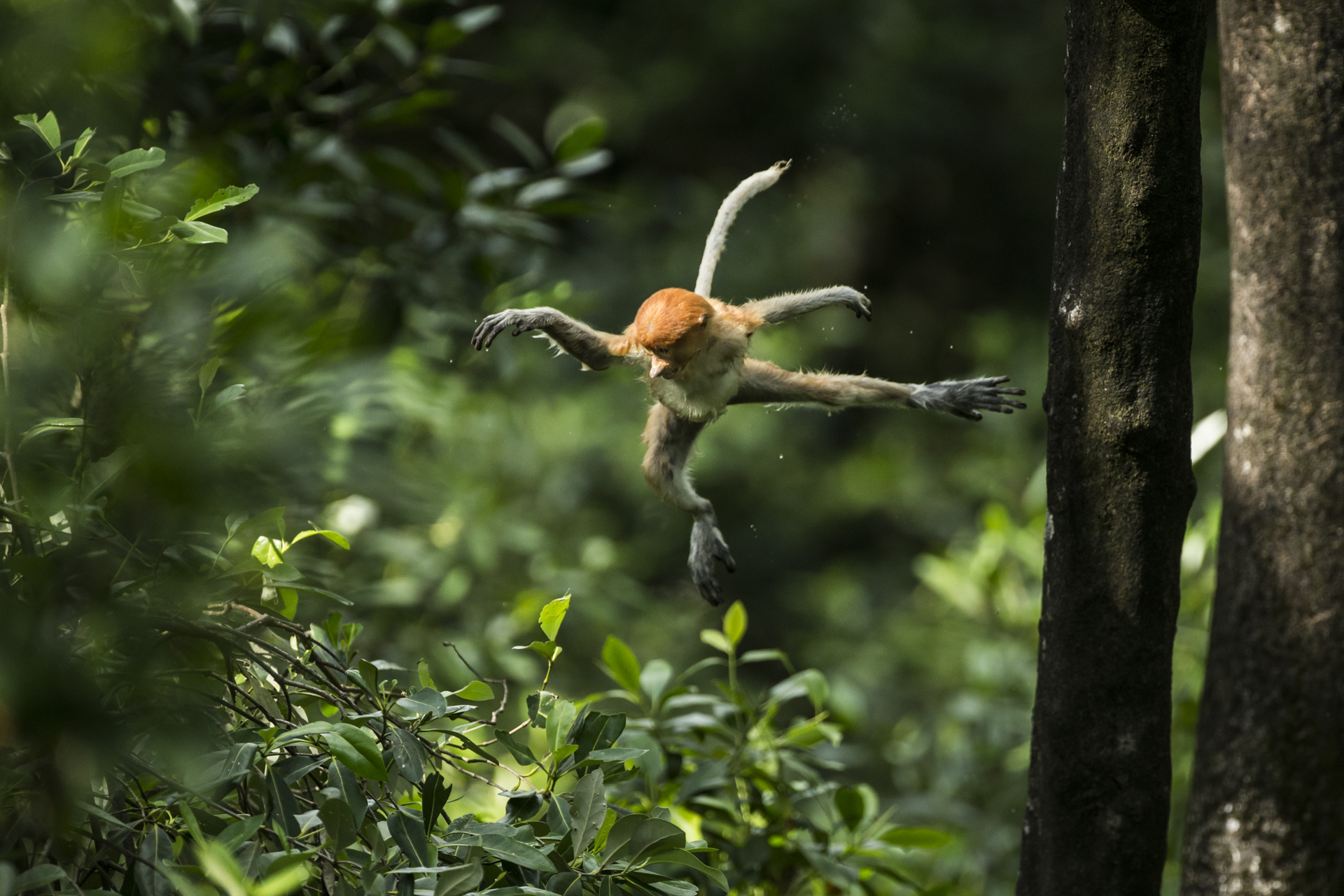  When playing, the youngsters often repeat behaviour, jumping from the same tree for over an hour at times.&nbsp; 