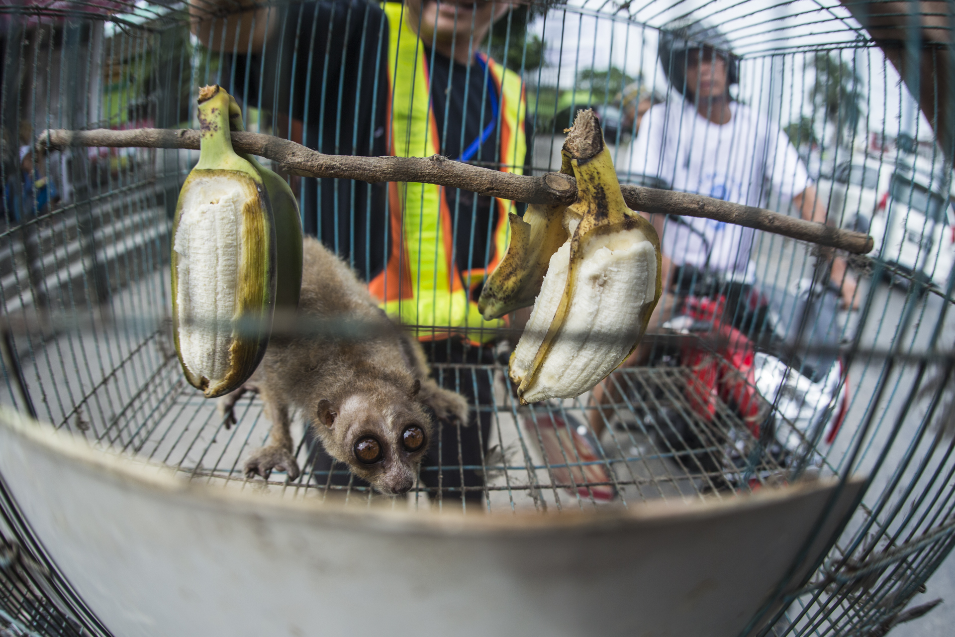  A slow loris, a rare nocturnal creature bought for $5 and shown off in the hot Indonesian sun by it's purchaser, a traffic warden.&nbsp; 