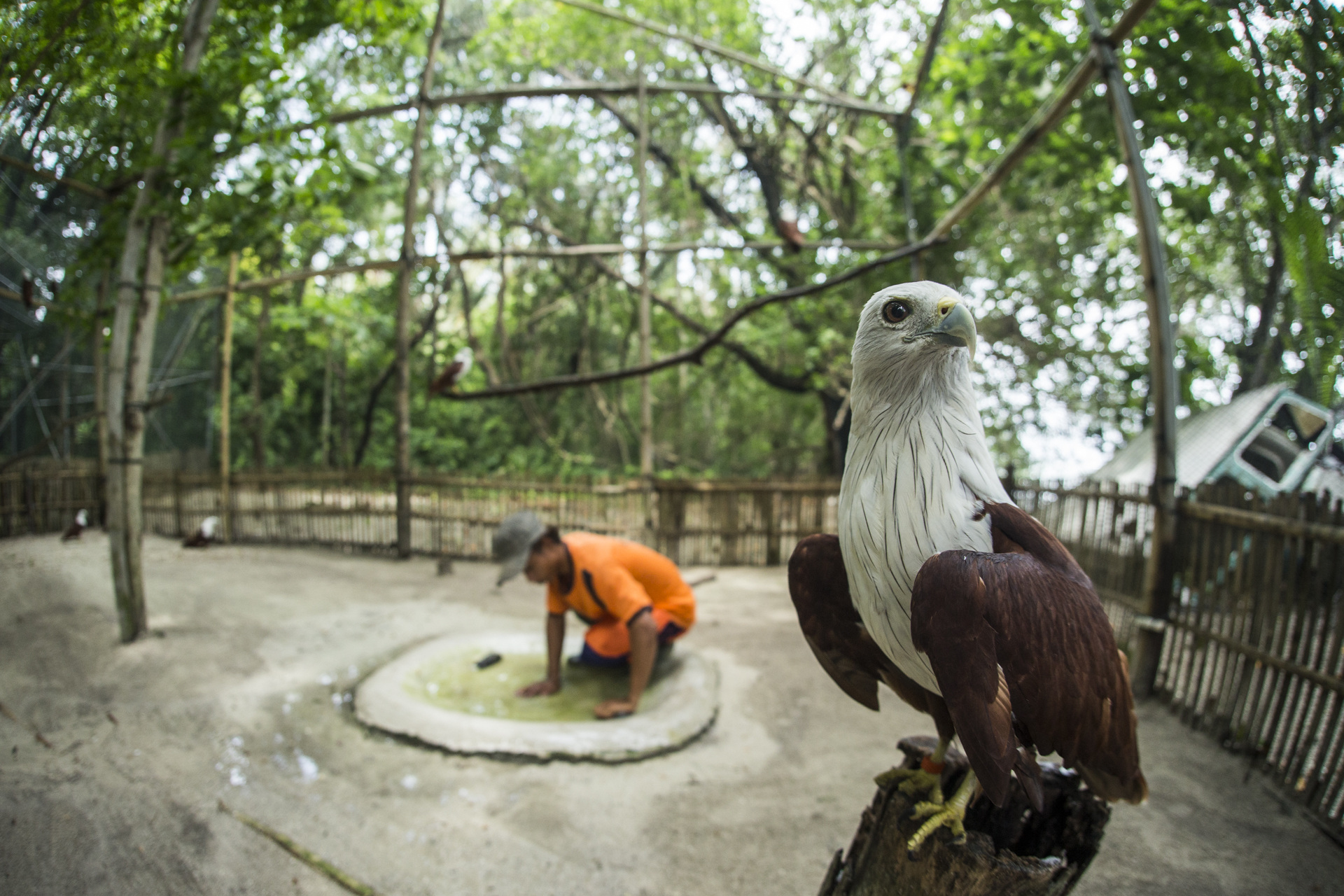  NGOs such as  JAAN (Jakarta Animal Aid Network)  are fighting the trade and have a specialised bird of prey rehabilitation centre on Kotok Island. 