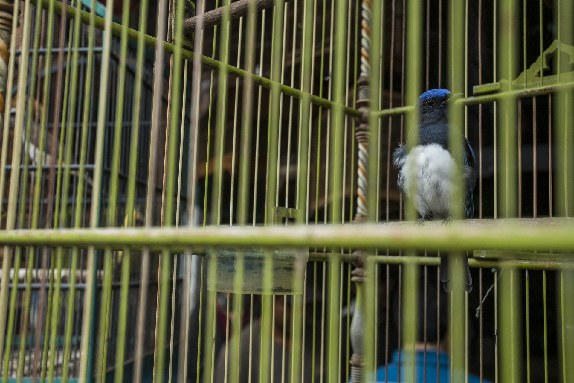  No bird is safe, this Blue and White Flycatcher migrates from China and Korea to Indonesia but did not escape the poachers.&nbsp; 