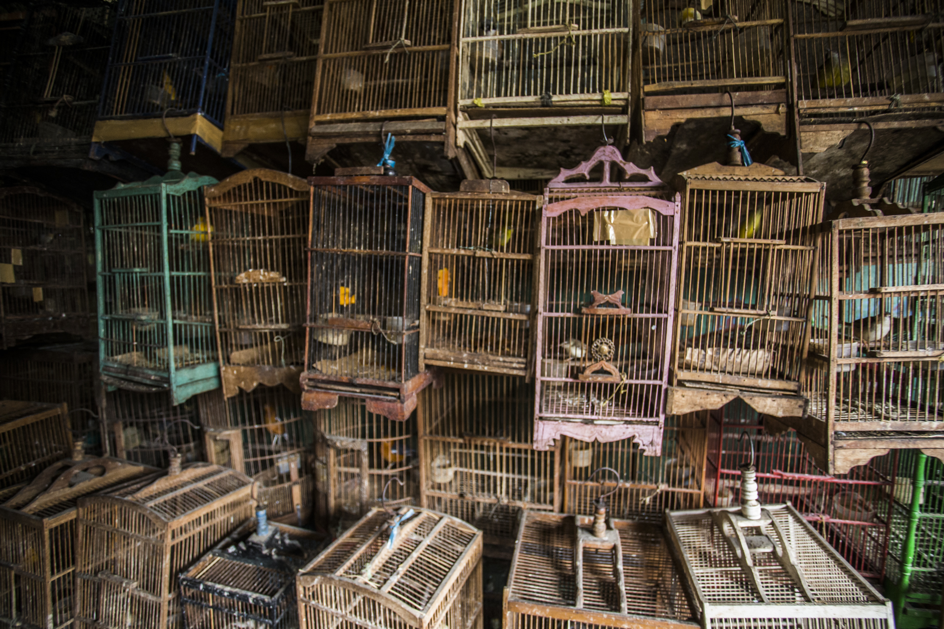  Indonesia's animal markets are stacked from floor to ceiling with cages housing all manner of creatures. The vast majority of which have been taken from the wild.&nbsp; 