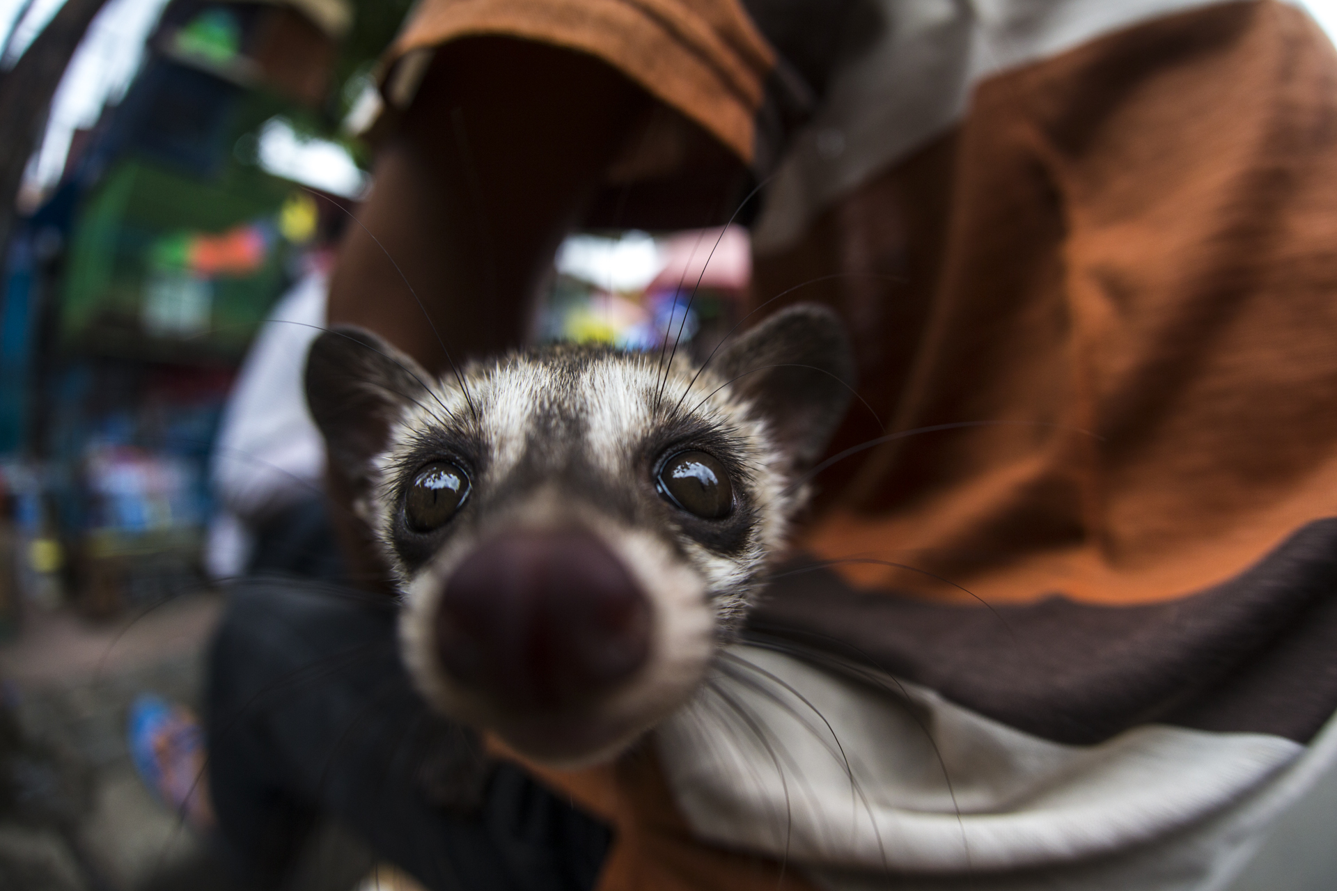 A market trader showcased each of his 'products' by taking them out of their cages and holding them, showing them off to potential buyers. Species such as this palm civet were for sale.&nbsp; 