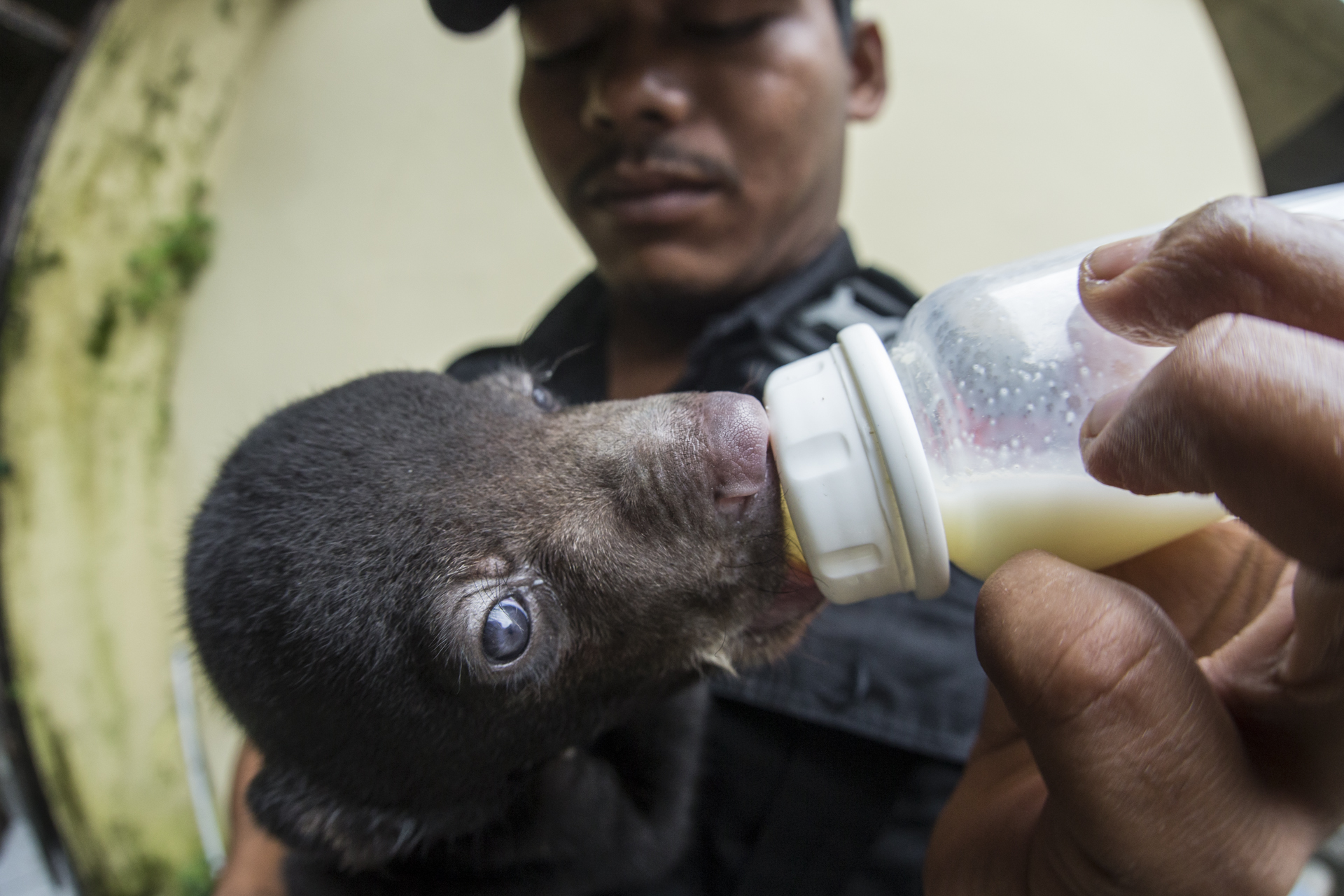  JAAN also work with the Indonesian police, investigating traders and raiding them. Recovering species such as this 2 month old Sun Bear. 