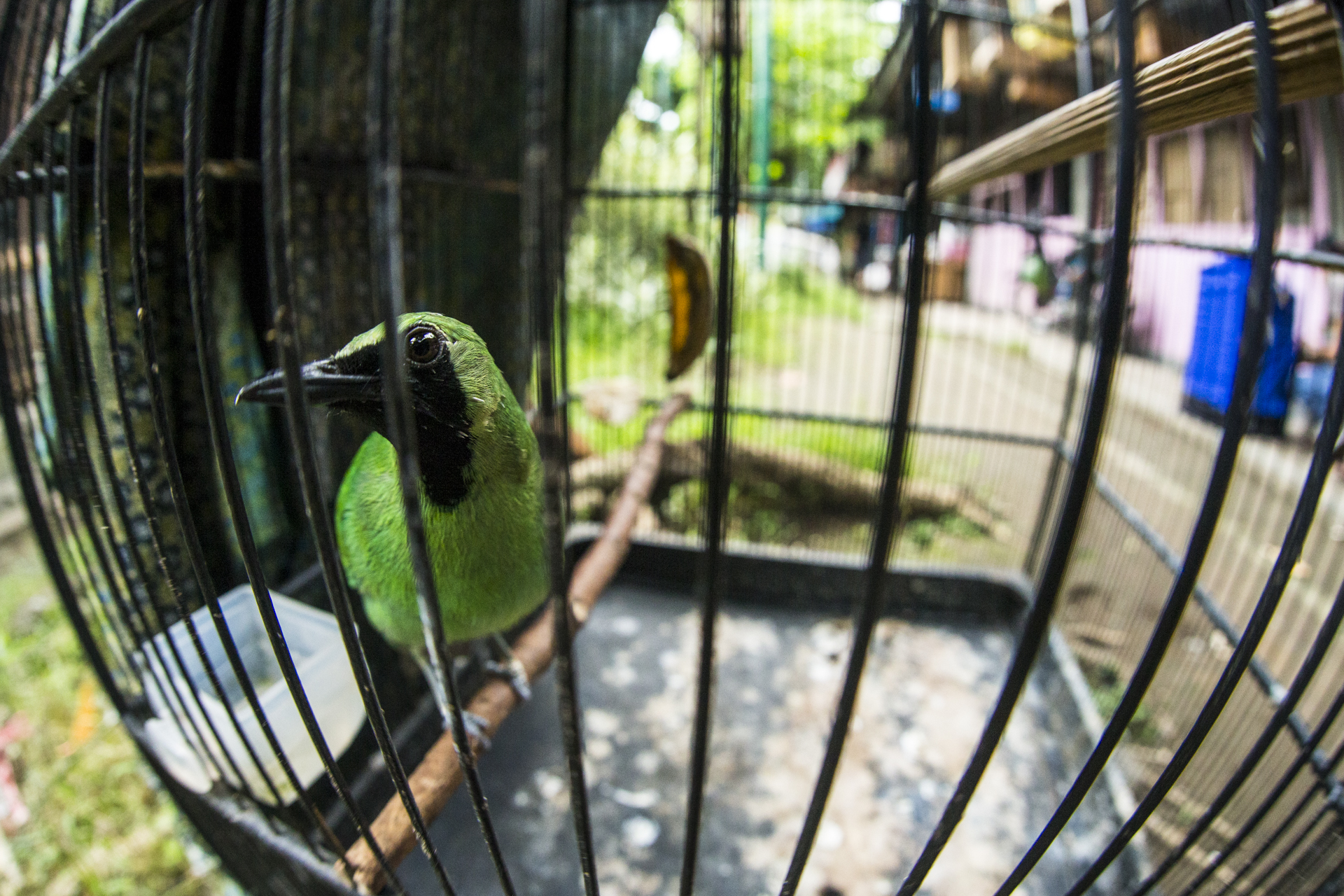  A greater green leafbird, one of the most commonly seen birds for sale in the markets. 