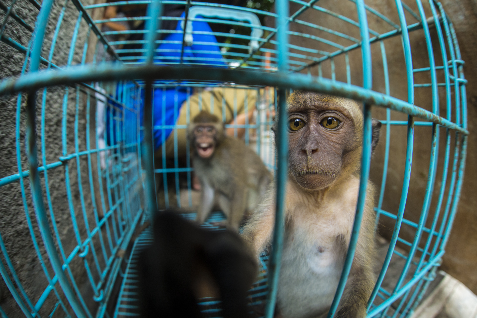  The only way to get a young monkey like this is to kill its mother. Long tailed macaques are sold in almost every animal market. 
