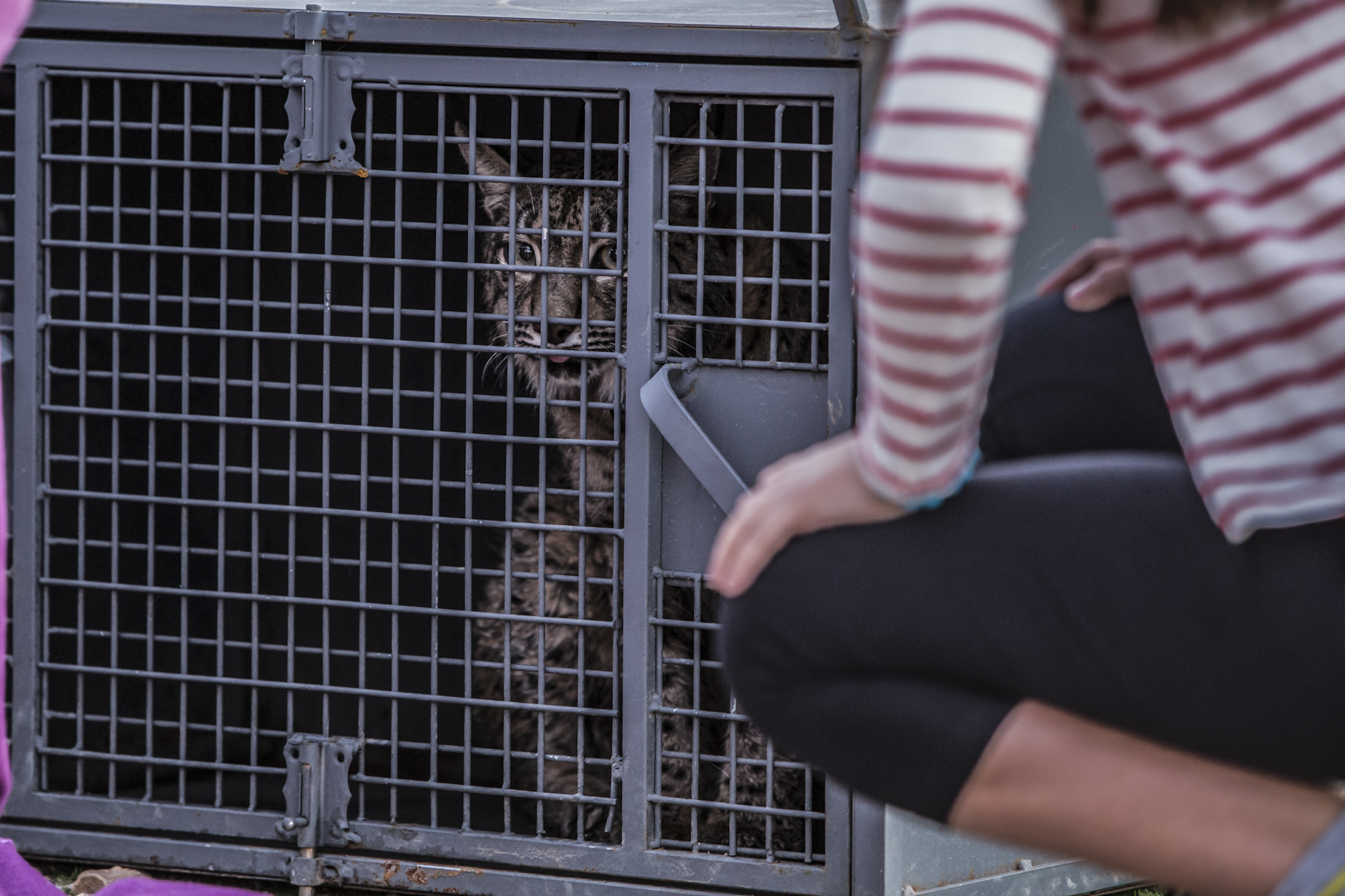  A lynx waits in a holding cage prior to release.&nbsp; 