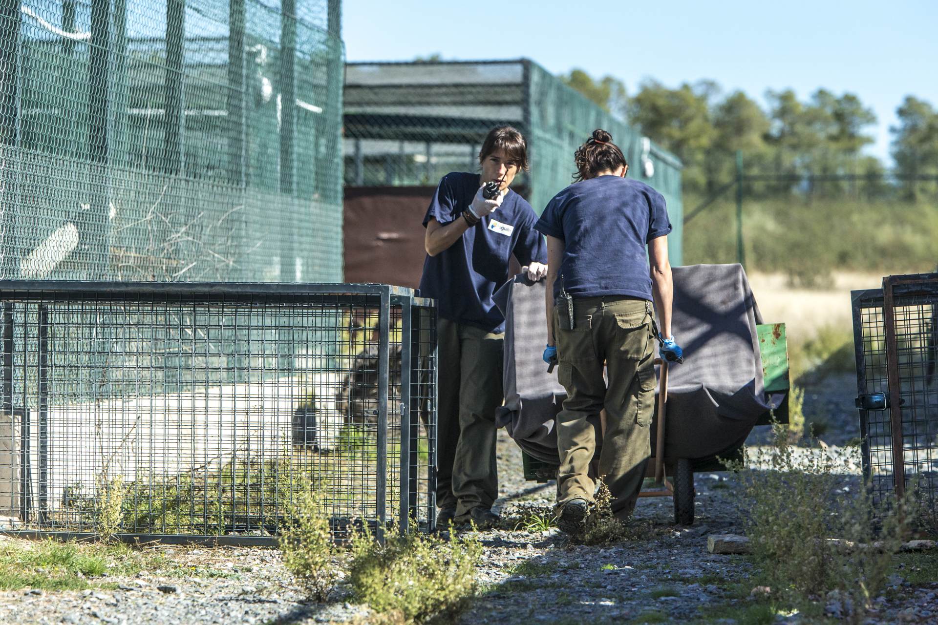  The breeding facilities are incredibly secure, here a lynx is moved between enclosures by workers.&nbsp; 