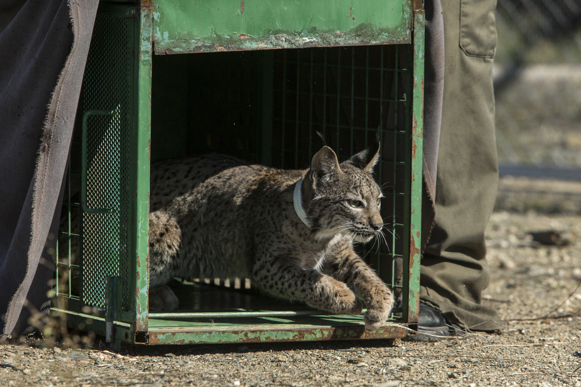  A young cub is released back into its enclosure after a health check and collar fitting.&nbsp; 