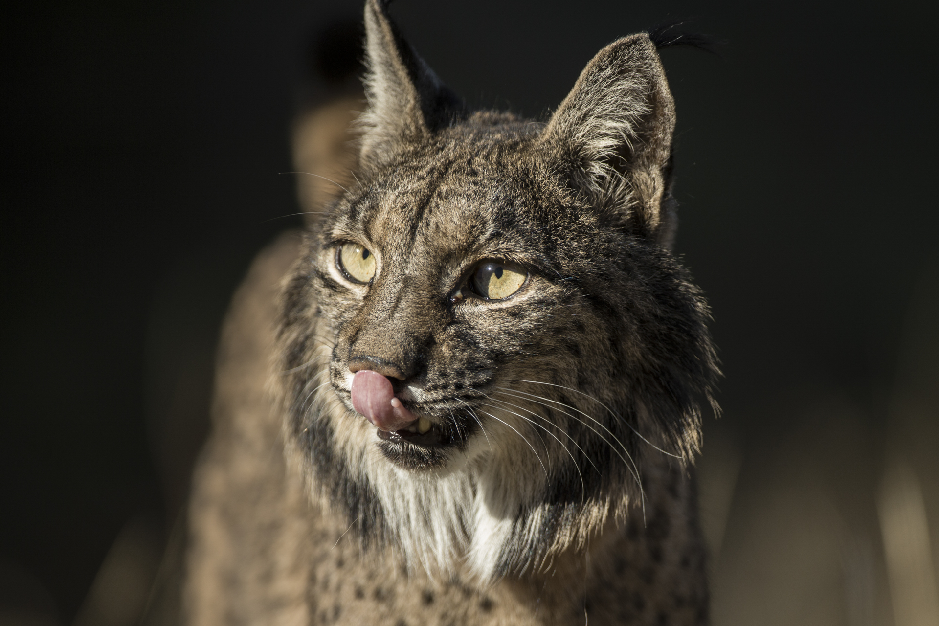  The Iberian lynx has to be one of the most striking wild cats in existence.&nbsp; 