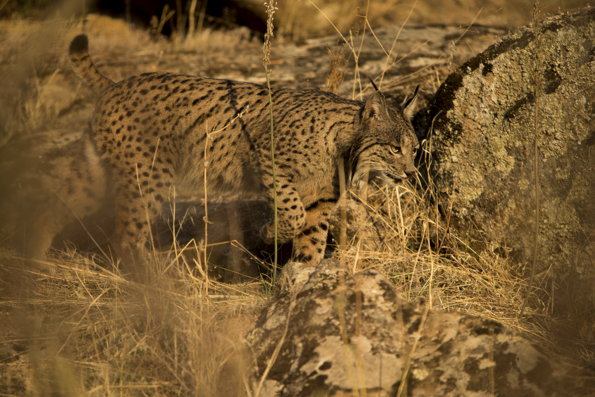  Dawn and dusk provide the best opportunities to spot these cats as they hunt out their main prey, rabbits.&nbsp; 