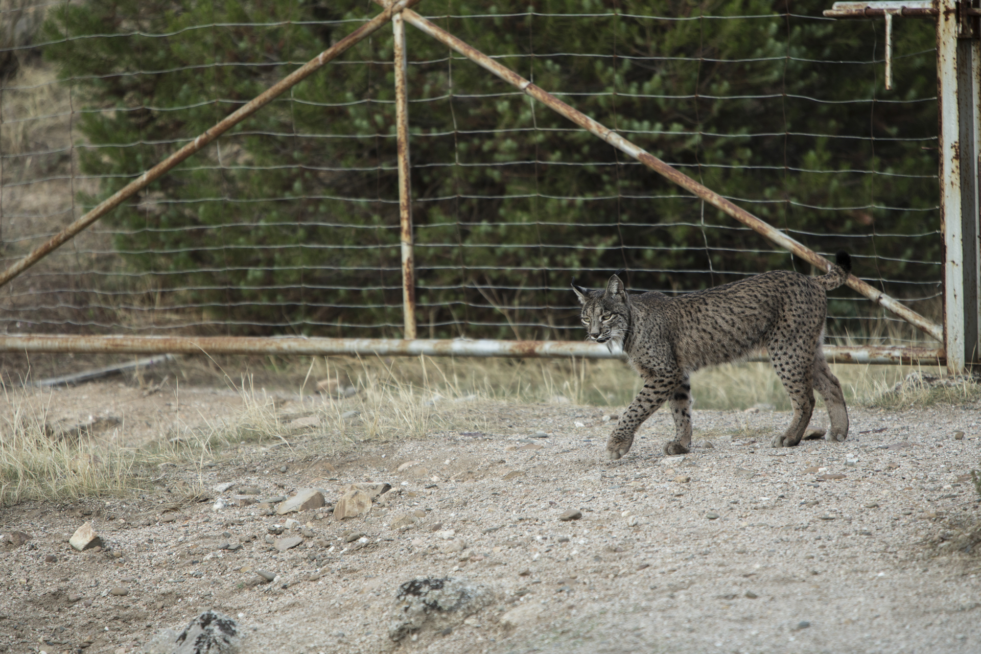  Private estates make up much of the Sierra de Andujar but lynx roam freely, easily crawling under and jumping over fences.&nbsp; 