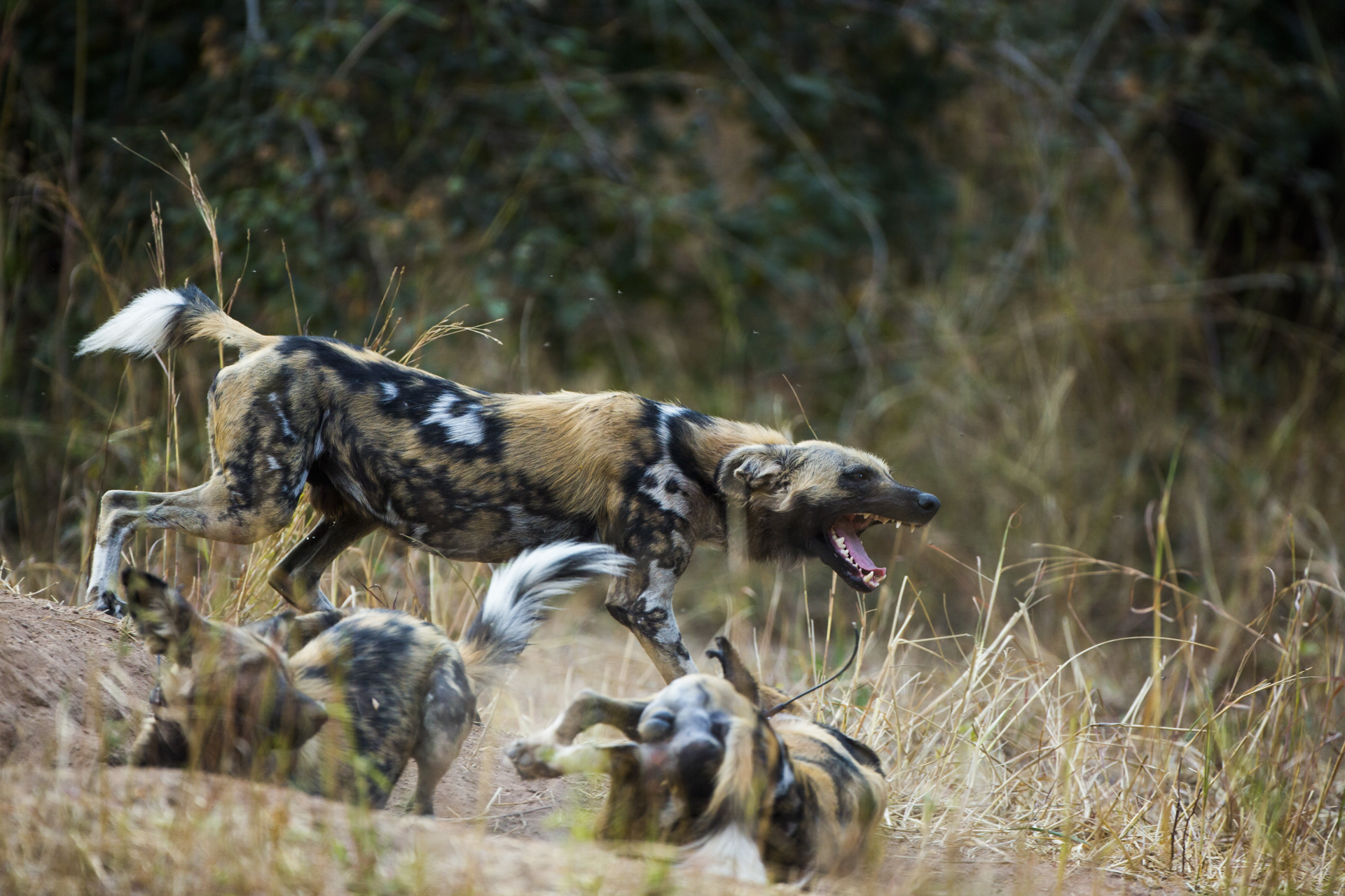  Wild dogs are pack animals, tightly knit, only the alpha male and female breed.&nbsp; 