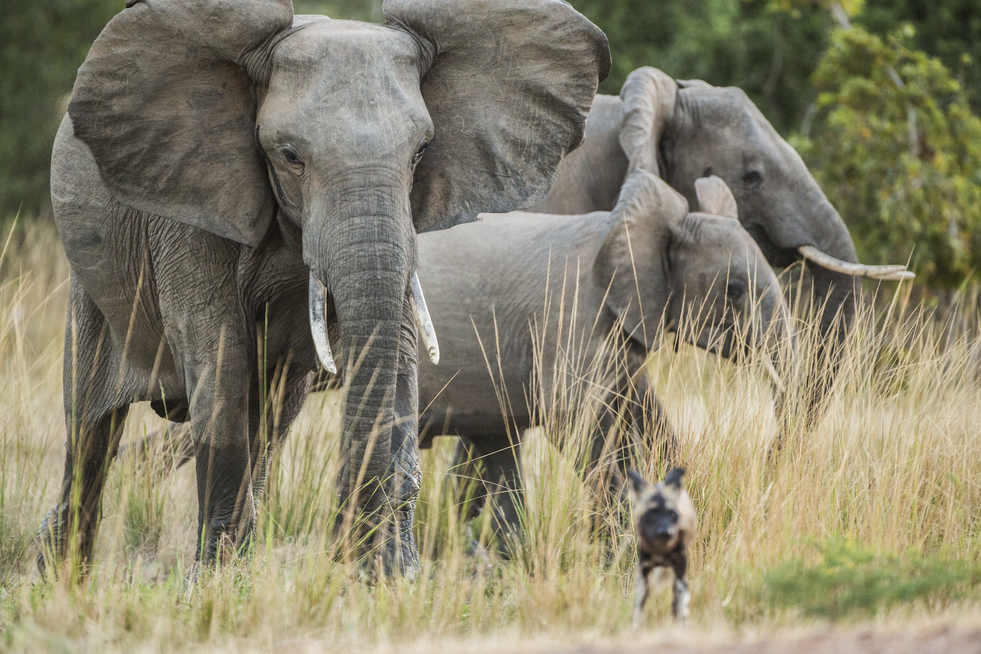  A wild dog runs from an elephant it had been teasing.&nbsp; 