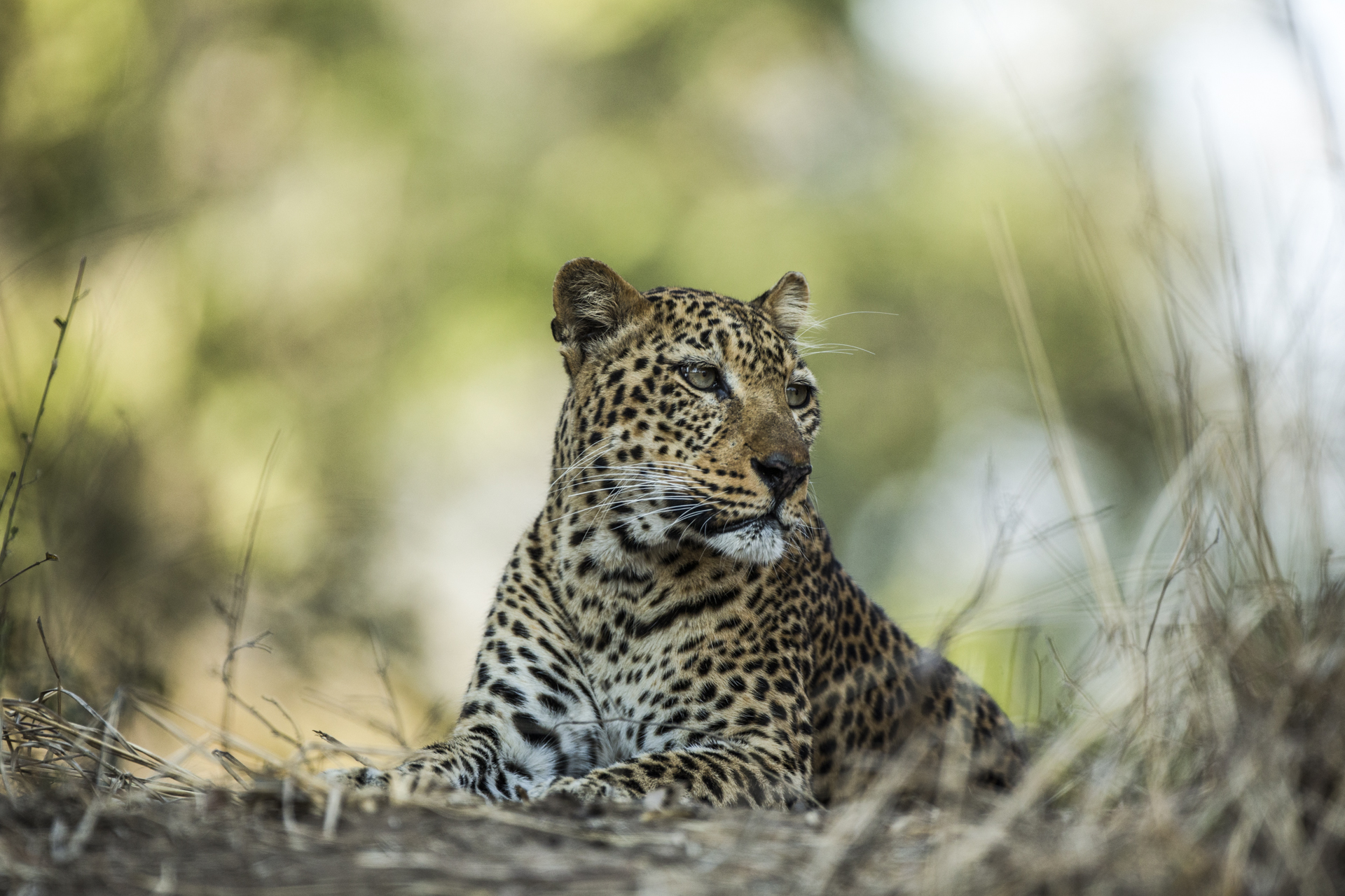  Alice, a 12 year old leopard, famous in the park for her bold nature. The mother of the 4 cubs I followed alongside her.&nbsp; 