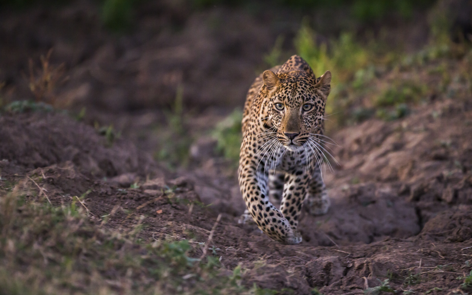  The gullies across the plains have been carved out by hippopotamuses moving from the river to the grasslands. The gullies provide leopards with the ultimate ambush point.&nbsp; 