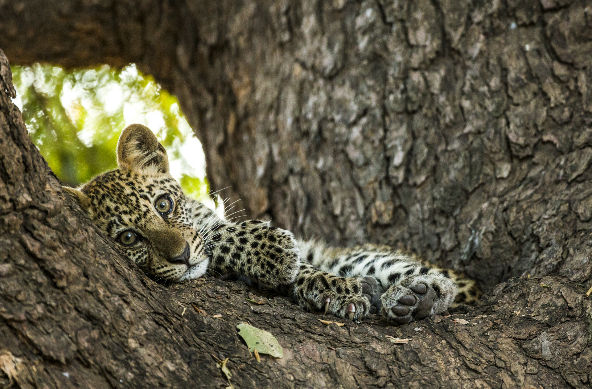  In 2014, Alice gave birth to what we think were her final two cubs. Both of whom survived to adulthood to carry on her reign.&nbsp; 