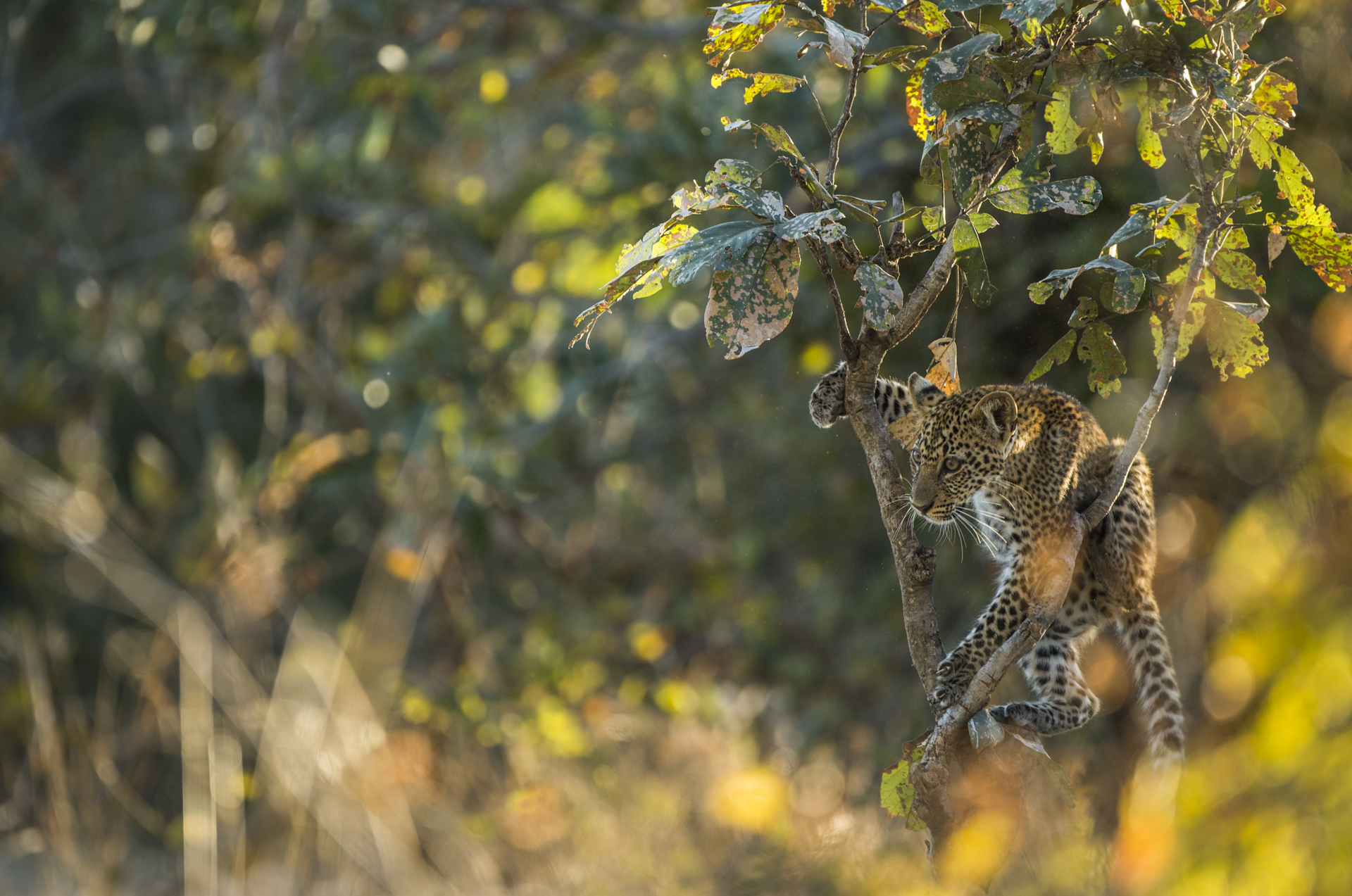  The young saplings and shrubs provided the perfect climbing frames for the cubs.&nbsp; 