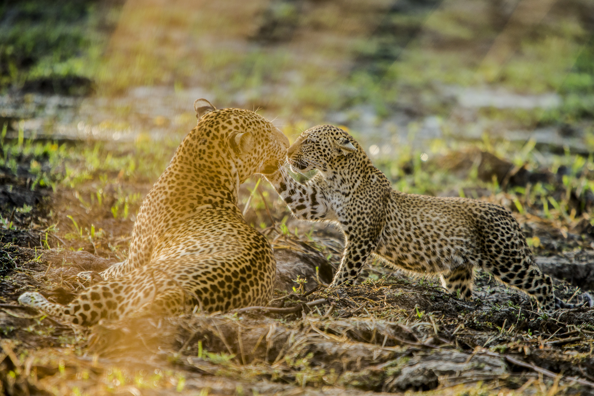  An unexpected relationship grew between the cubs and Alice's older son. 