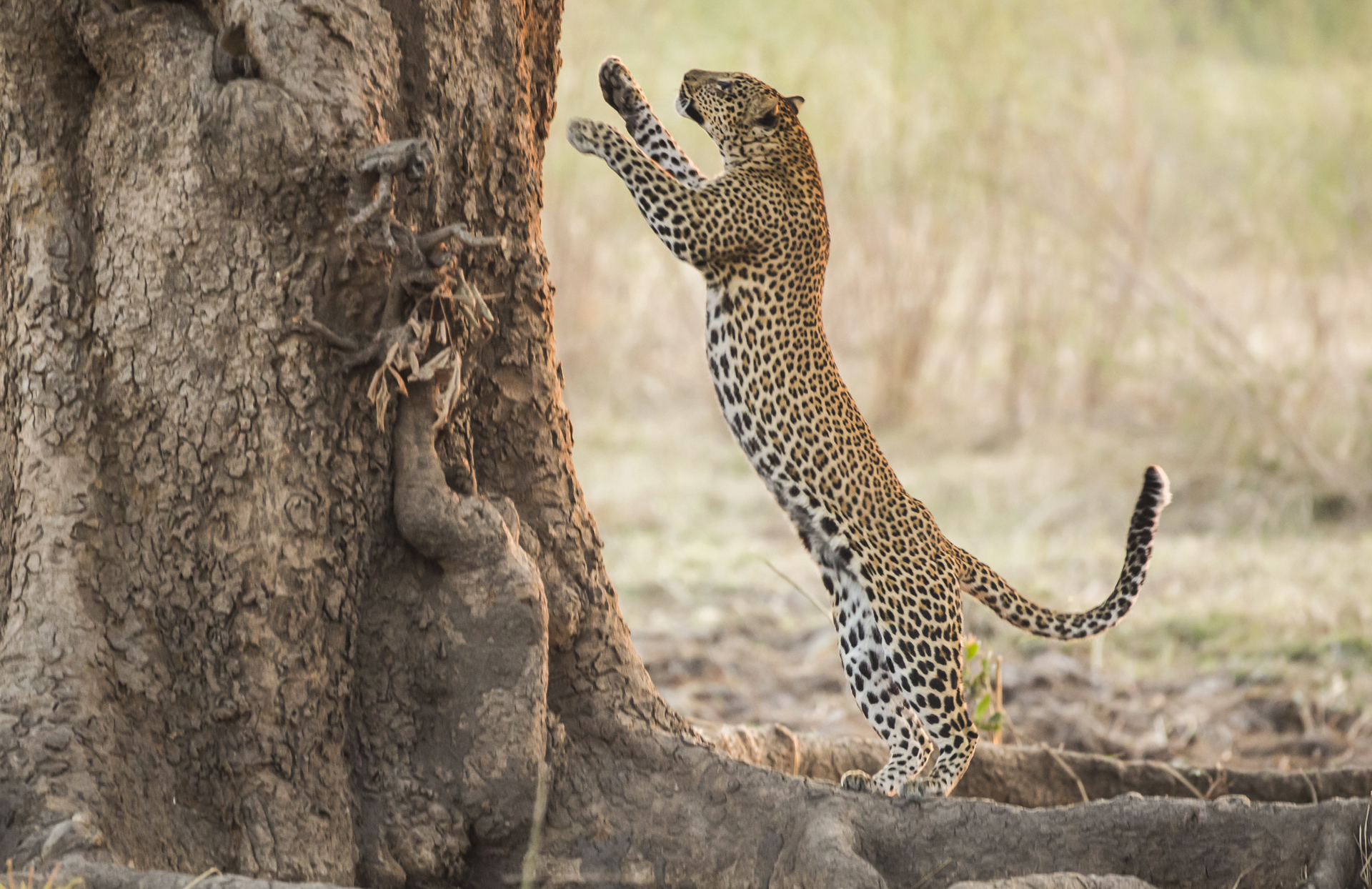  Leopards can hunt on the ground or even up trees in search of primates. 