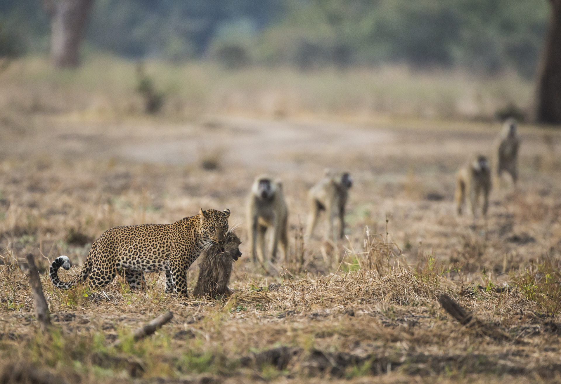  Baboons provide a good meal but fighting off the rest of the troop can carry risks. 