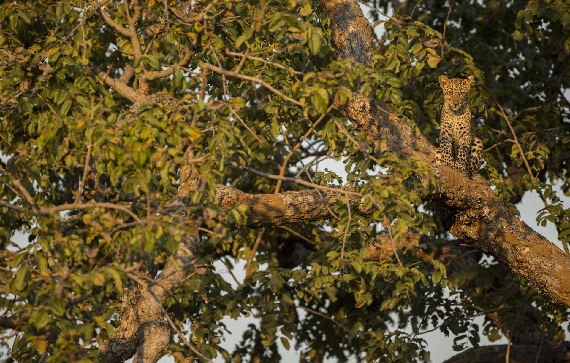  For a young leopard cub trees are the safest place, away from any opportunistic hyenas, lions or even other leopards.&nbsp; 