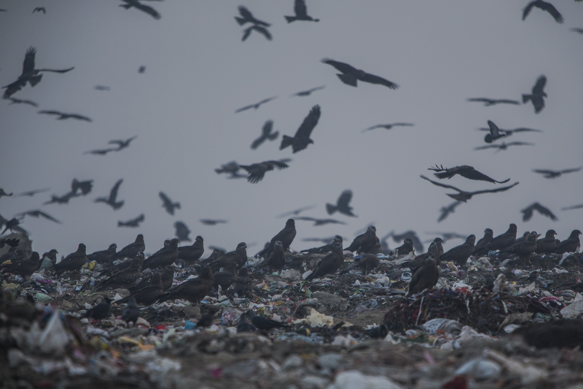  However, many of the kites scavenge from the huge dumps, eating scraps that have little nutritional value.&nbsp; 