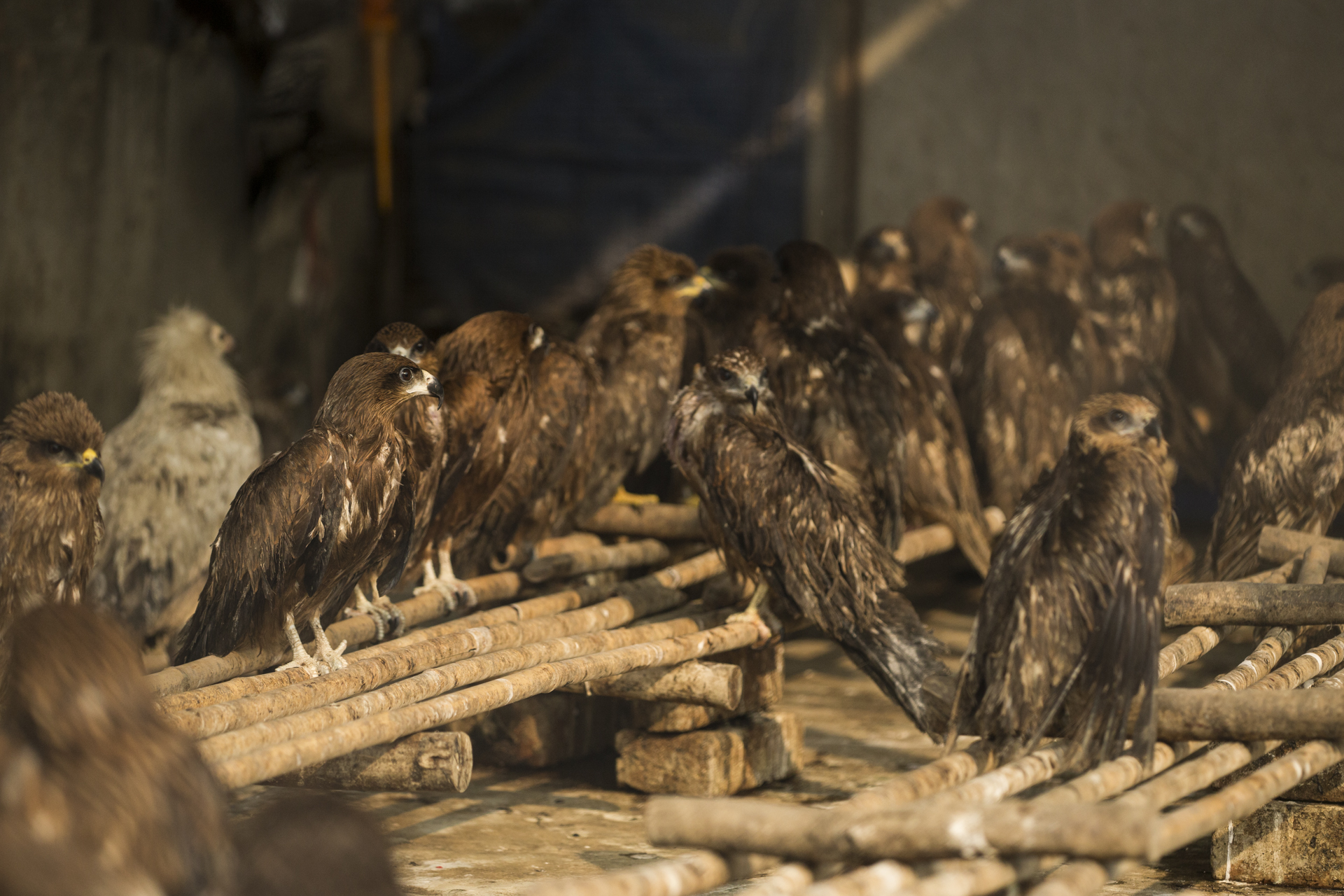  The kites eventually fly free from the soft release enclosure but many succumb to their injuries.&nbsp; 