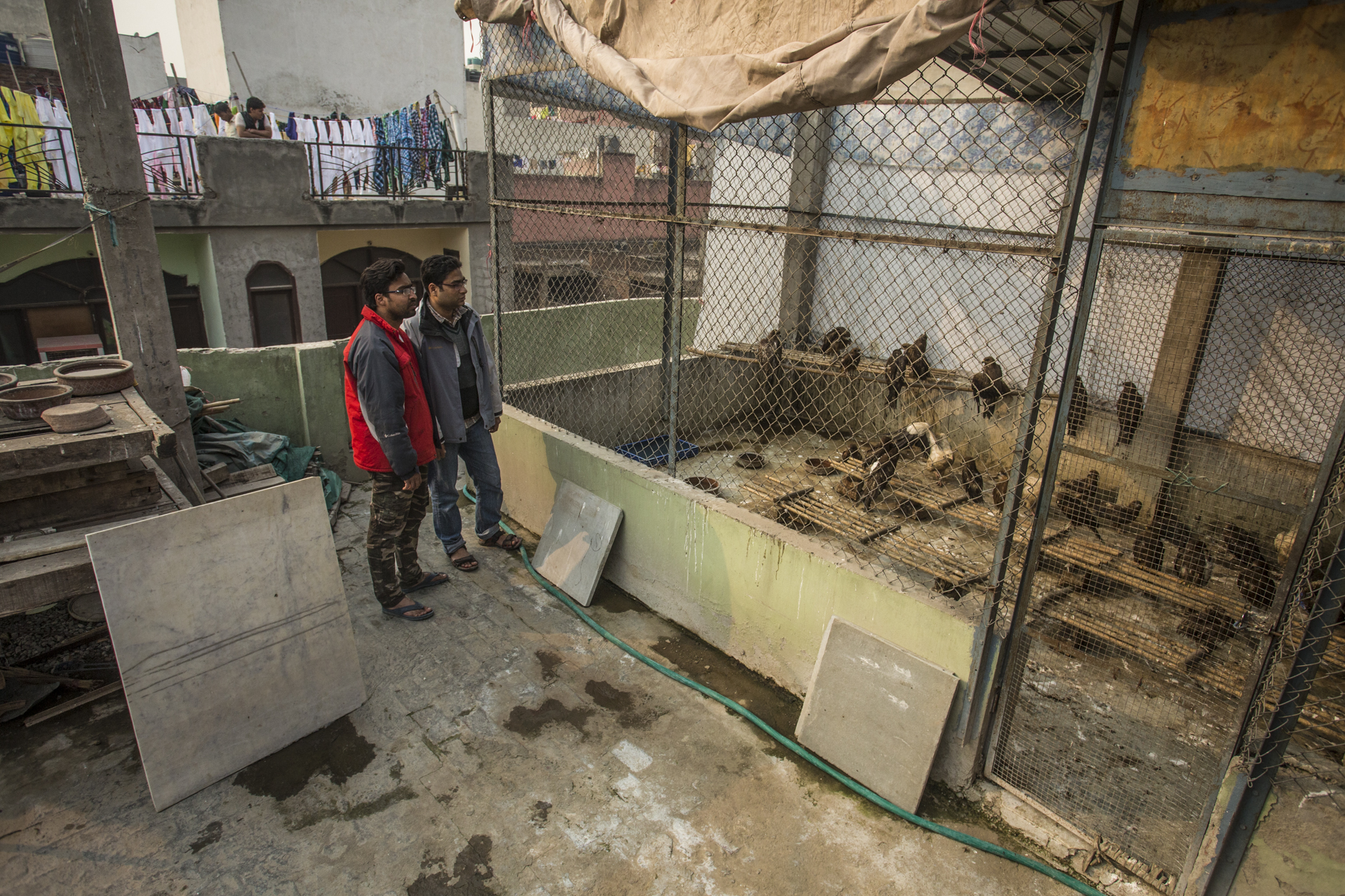  Alongside his brother Mohammed, Nadeem takes in over 3000 kites a year to be rehabilitated and treated in their rooftop aviary.&nbsp; 