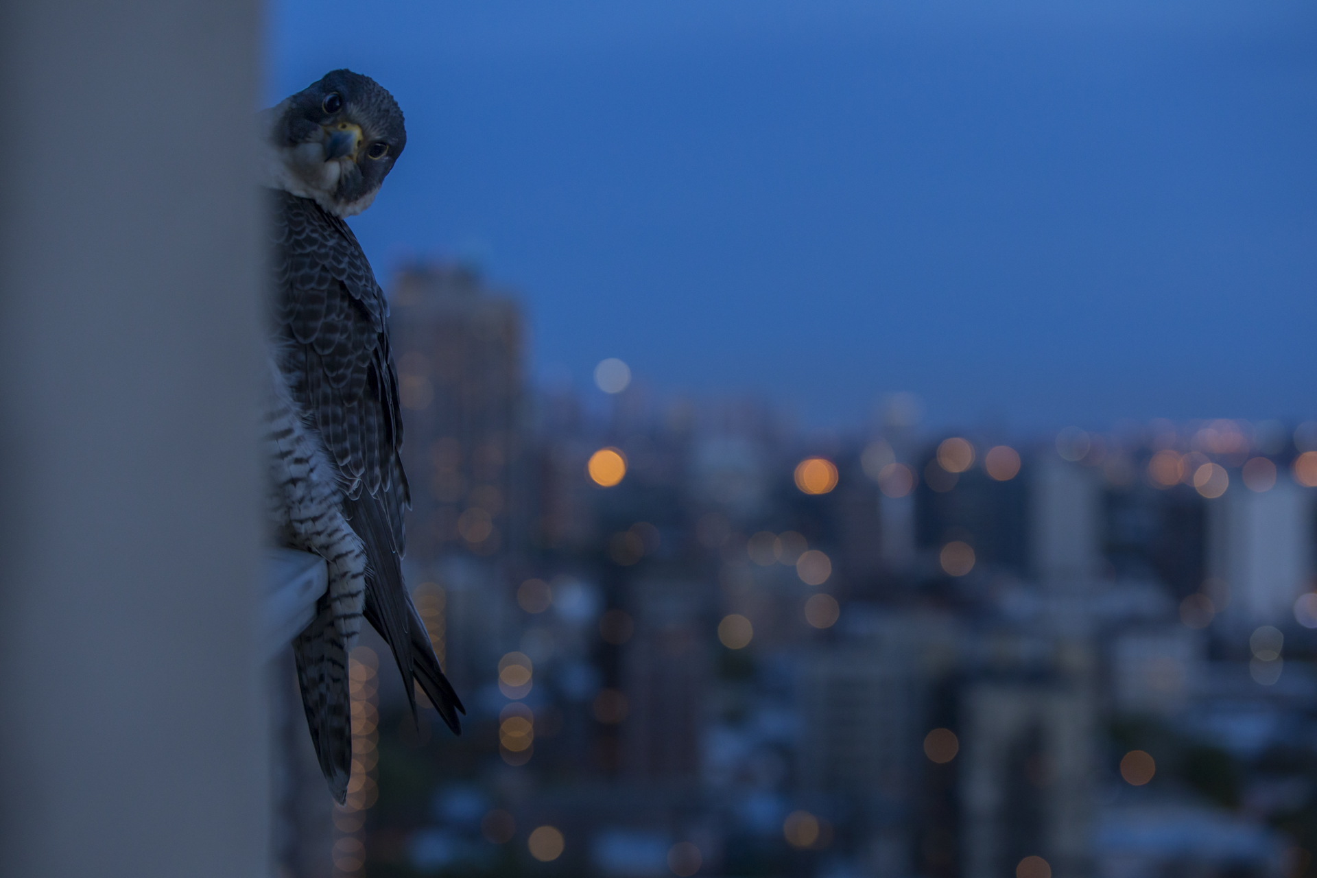  Linda, the female peers round from her nightly perching spot with the Chicago skyline beyond. 