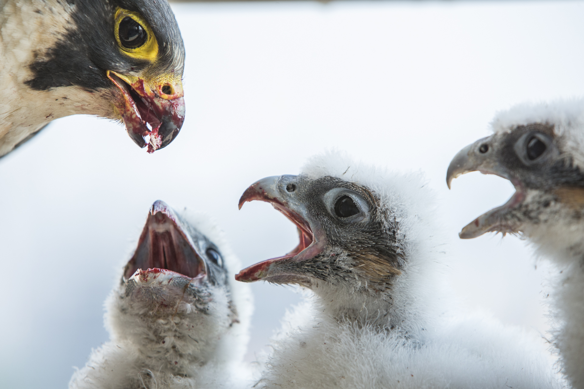  The nest was a noisy spot, especially when food was involved as the chicks called for their meal.    