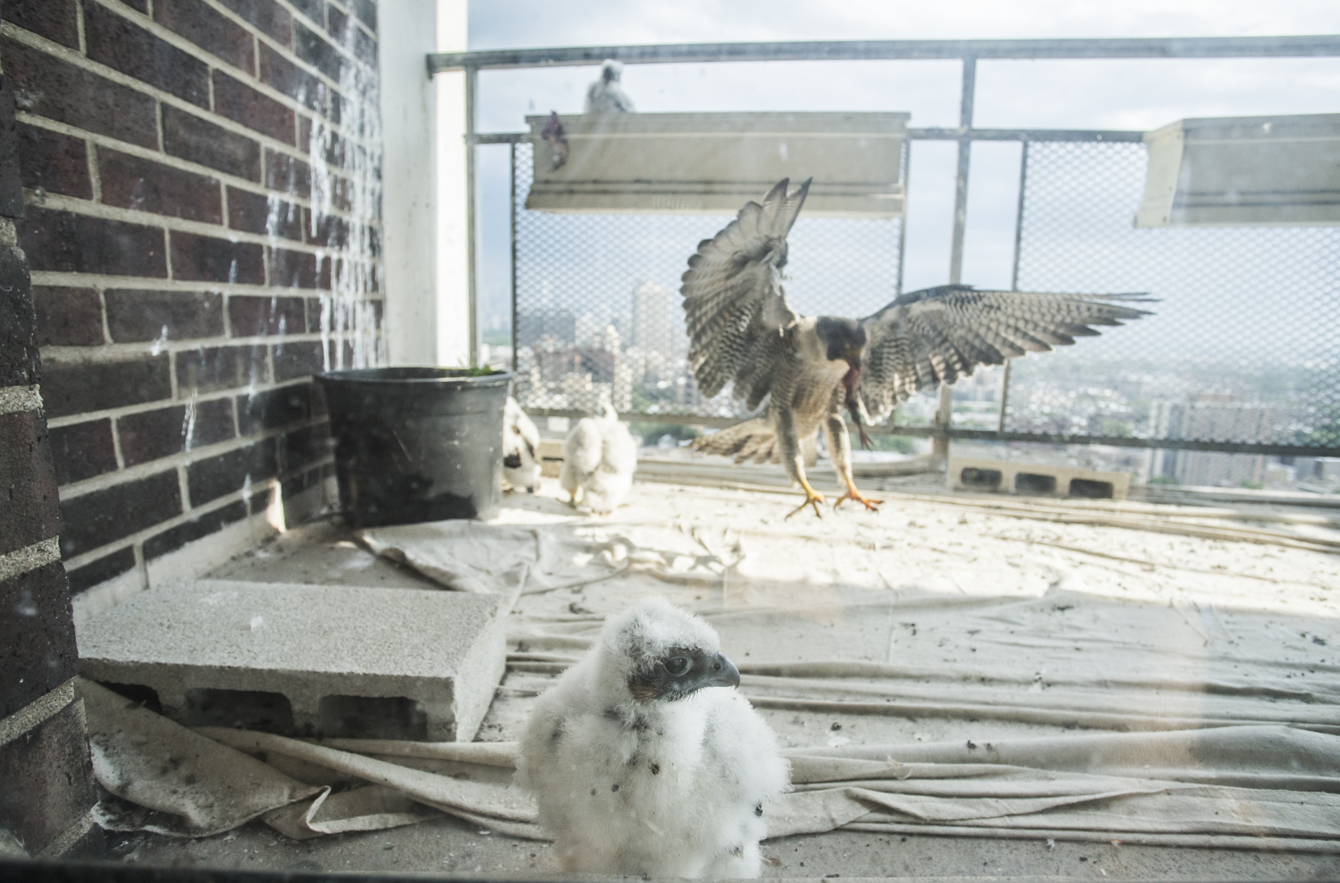  Once the confines of the flowerpot were too small some of the chicks leapt to the ground for a little more freedom. 