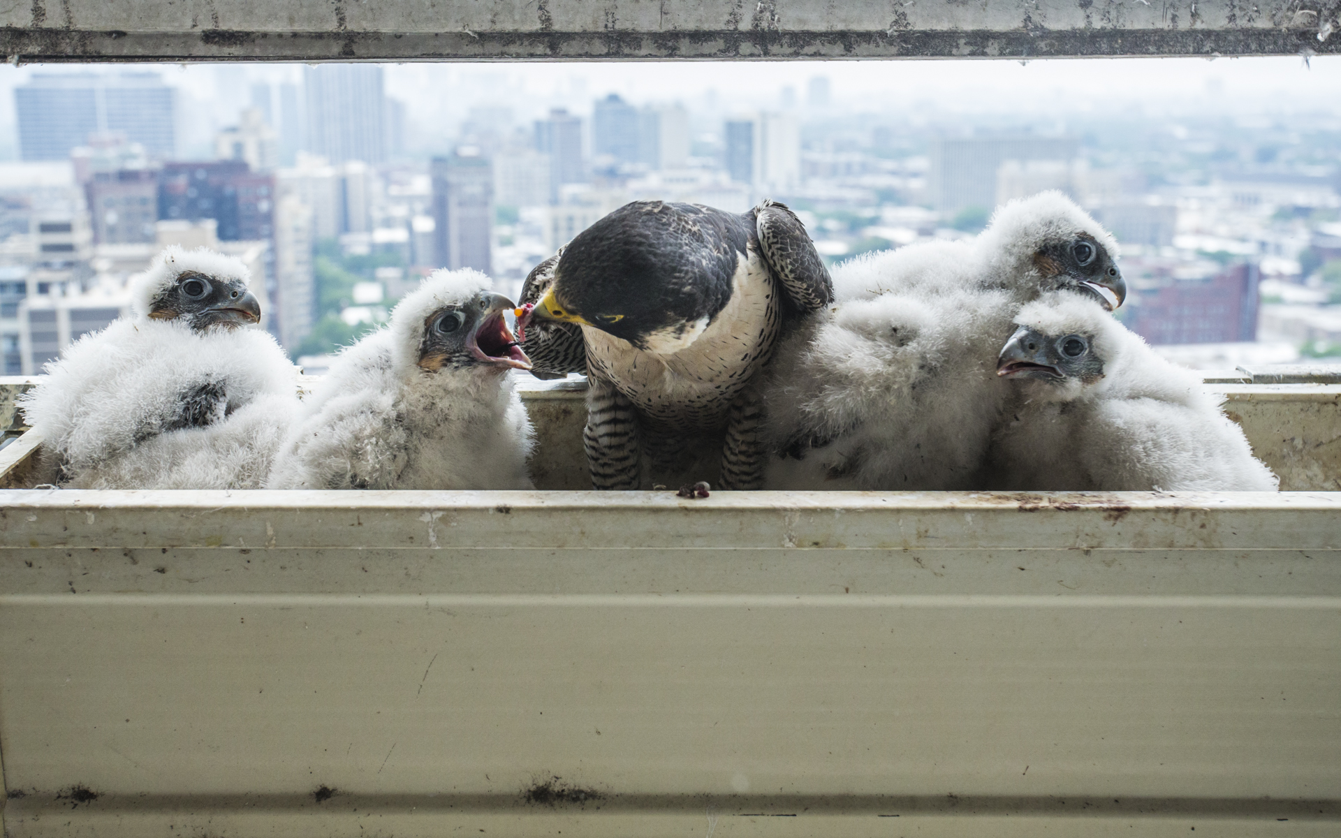  The chicks would swamp Linda in search of food.&nbsp; 