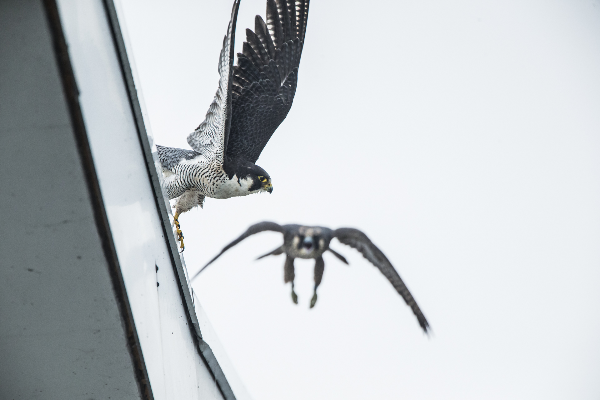  Even after fledging the chicks were incessant in their pestering of their parents for food.&nbsp; 