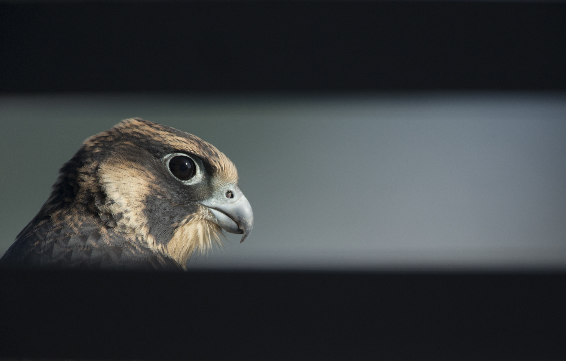  Juvenile peregrines sport brown plumage compared to the adult's grey. 