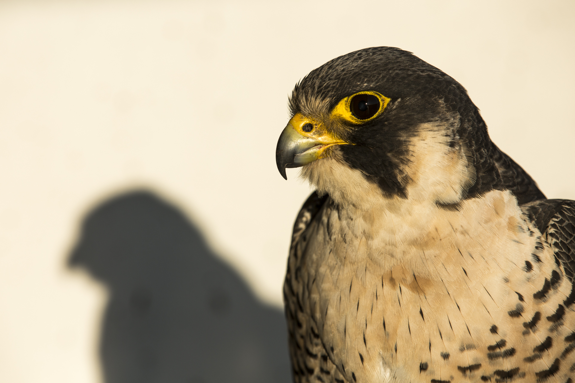  Peregrine falcons are highly proficient predators, built for killing prey with incredible eyesight, razor sharp talons and beaks.&nbsp; 