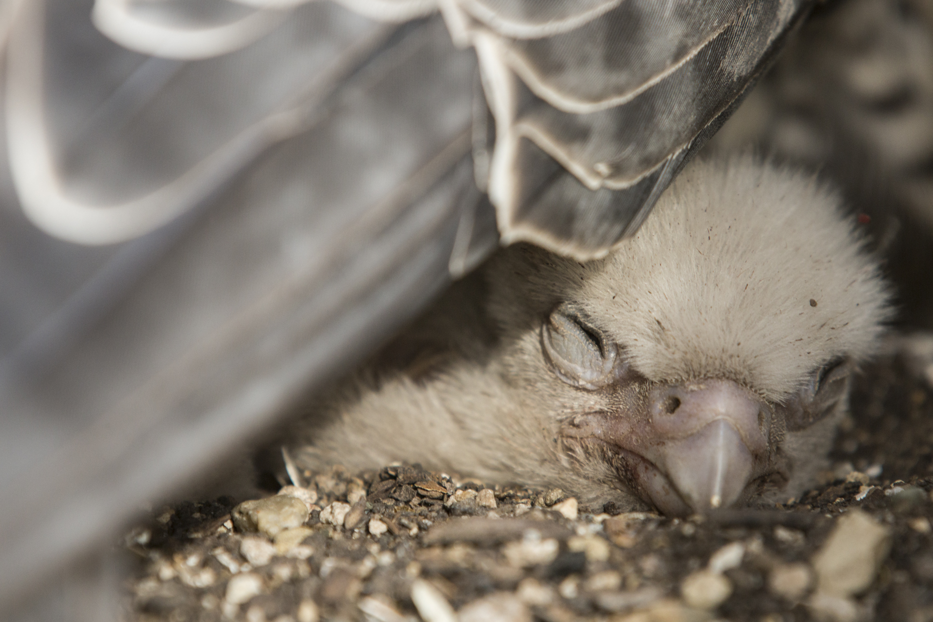  Even after hatching the chicks are brooded for a few more weeks until they're large enough to cope on their own. 