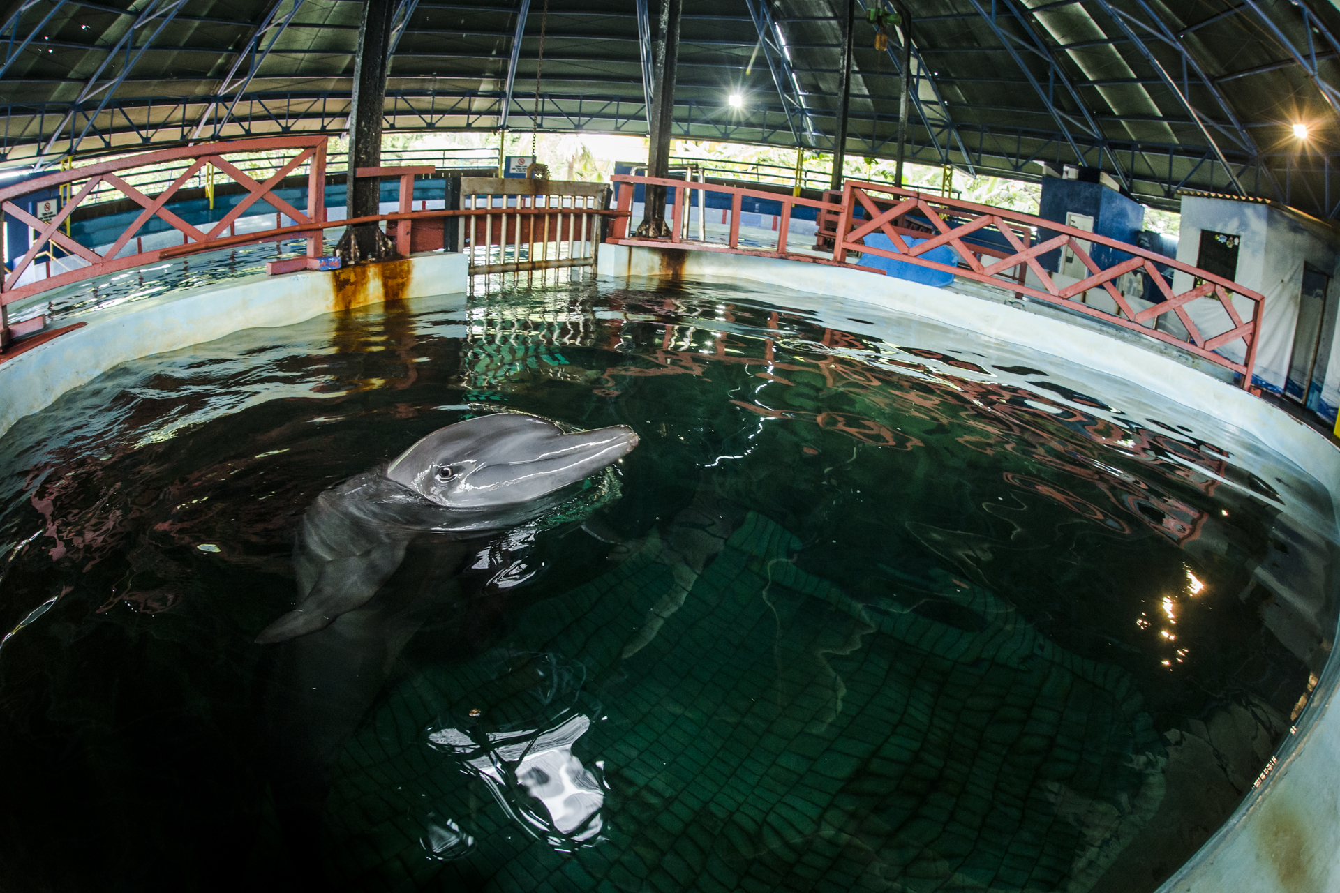  A dolphin is kept in a tiny chlorinated pool at an attraction in Jakarta. These dolphins are captured from the Bay of Jakarta and kept in tiny pools for the public's amusement.&nbsp; 