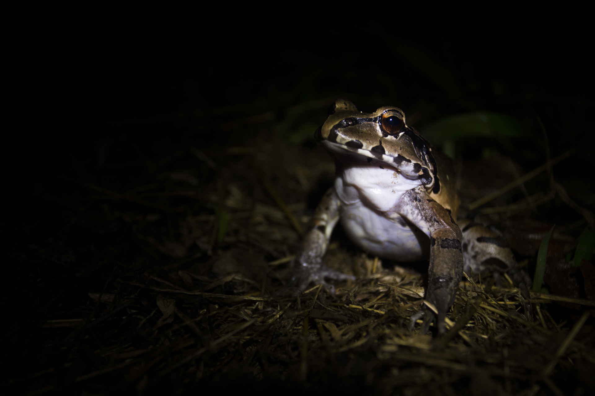  A smoky jungle frog in the Ecuadorian Amazon. 