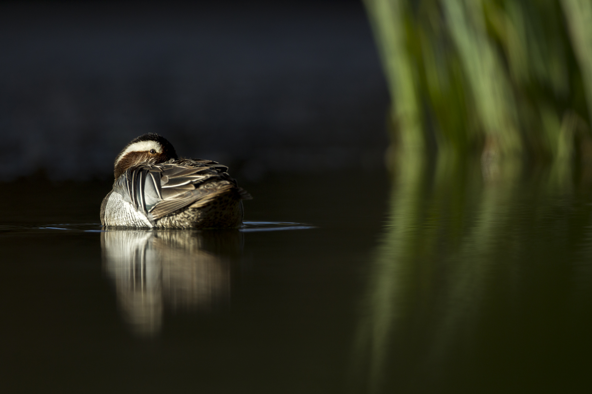  A male garganey rests on a woodland lake.&nbsp; 