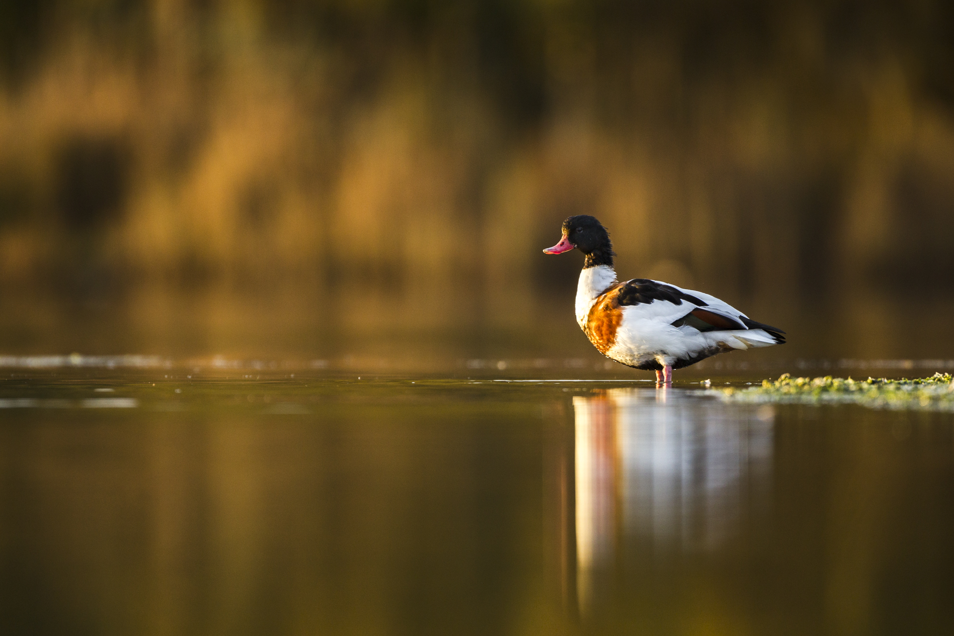  A shelduck in Poole harbour. 